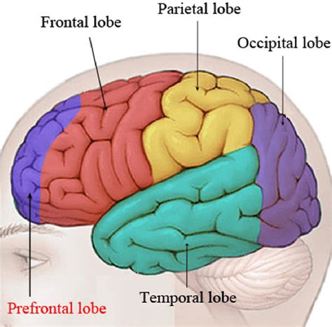 Prefrontal Cortex Diagram