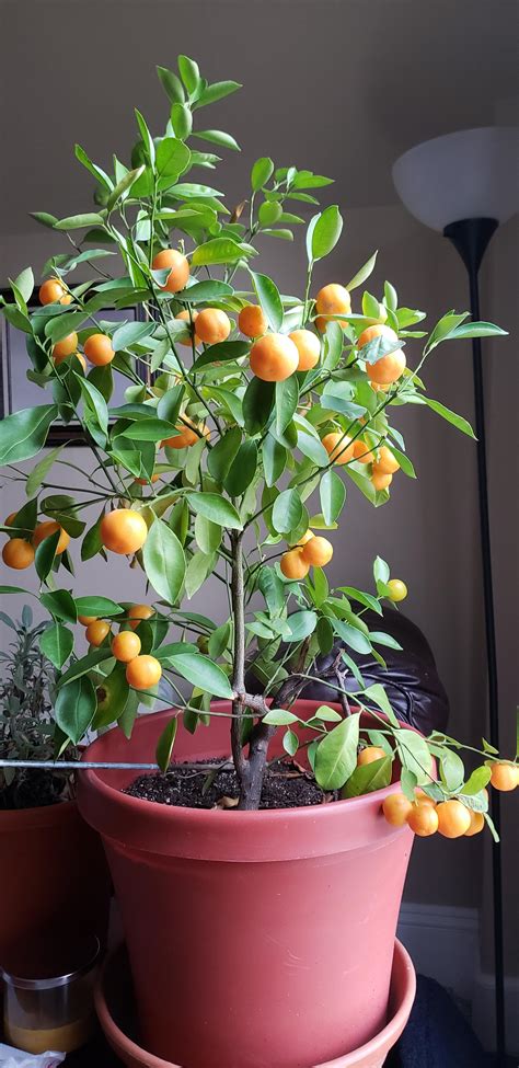 Calamondin Orange Tree Really Put Out Some Fruit This Year Rhouseplants
