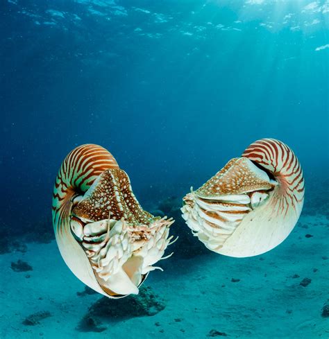 Nautilus Animals And Nature Lessons Dk Find Out