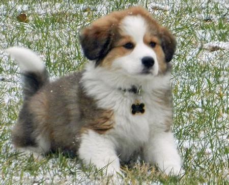 Meet the great bernese puppies! Bernese Mountain Dog and Great Pyrenees mix...one of these ...