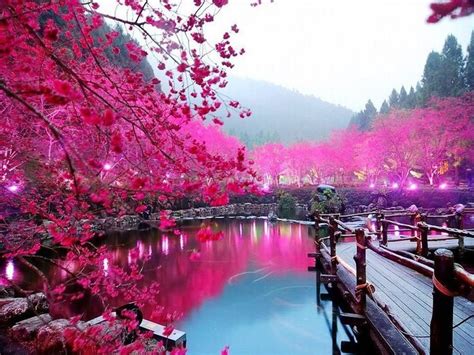 Gambar Bunga Sakura di Tepi Danau | Cherry blossom japan, Scenery pictures, Cherry blossom