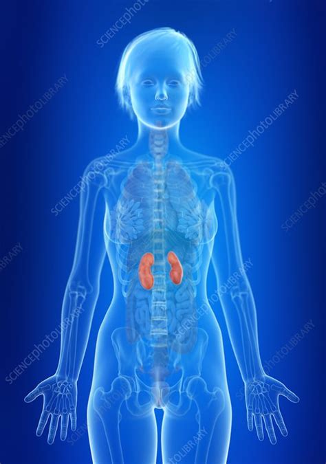 Illustration Of A Womans Kidneys Stock Image F0235670 Science