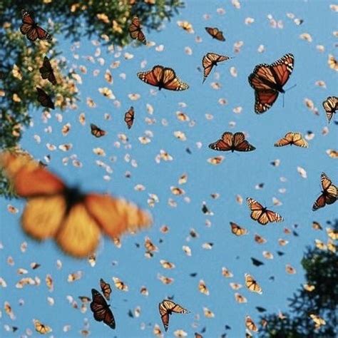 Monarch butterflies embark on a marvelous migratory phenomenon. Butterflies flock | Imagem de fundo de computador, Papel de parede do notebook, Imagens maravilhosas