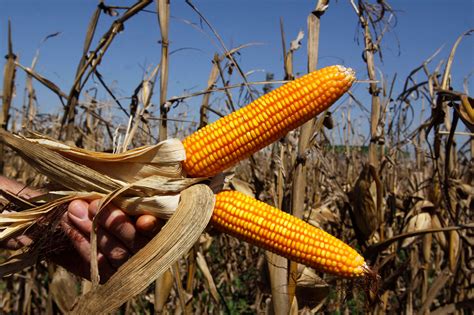 Exclusive Vomitoxin Found In Wisconsin Corn Wausau Pilot And Review