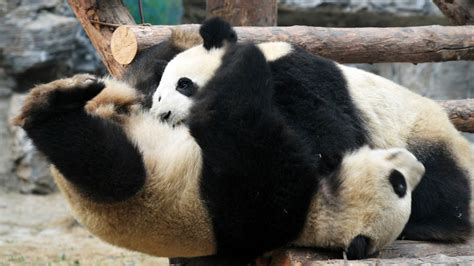 Cute A Litter Of Panda Cubs Brawl In Epic Play Fight 6abc Philadelphia