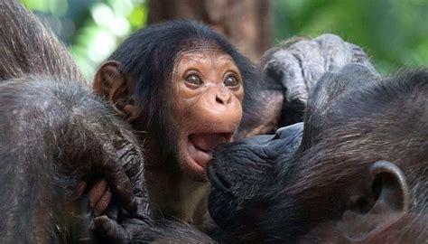 I Took This Picture Of The Newborn Chimpanzee At My Local Zoo Raww