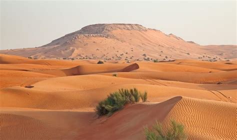Wildlife In The Arabian Desert Luxury Travel Guide