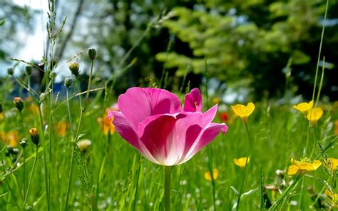 Dream Spring 2012 Spring Flowers Wallpapers Hd Wallpapers 96819