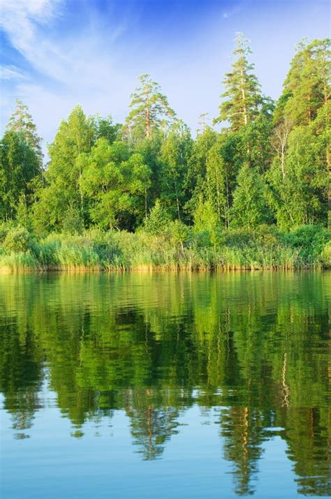 Forest Lake Stock Image Image Of Pond Calm Rural Nature 26101151