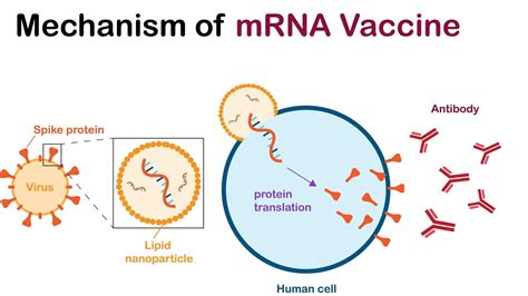 Why Do Mrna Vaccines Cause Strongest Immune Response In Younger Individuals