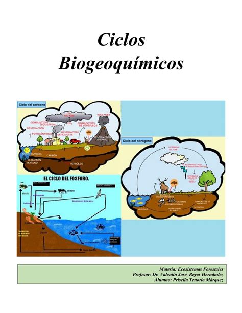 Ciclos Biogeoquímicos By Anern Recursos Naturales Issuu