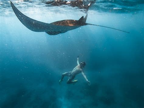 Snorkeling With Manta Rays At Manta Point On Nusa Penida Bali