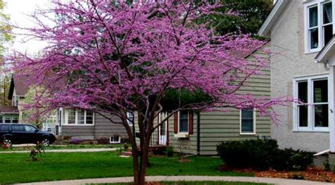 Pruning small ornamental trees and shrubs, such as crabapples, lilacs, dogwoods, yews, and boxwoods, is essential for their health and vigor. Minnesota Strain Redbud - Knecht's Nurseries & Landscaping