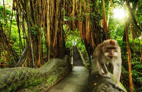 Ubud Monkey Forest In Bali Will Reopen November 5th The Bali Sun