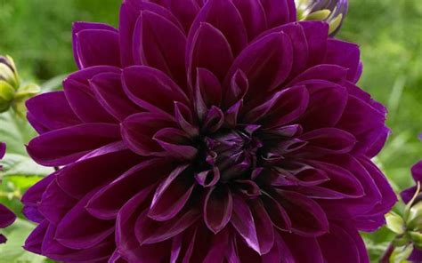 Black Dahlia Flower Is Edible Top Facts About Its Colors And Care