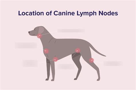 Location Of Canine Lymph Nodes Diagram Quizlet