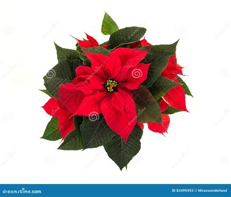 Red Christmas Flower Star Flower Stock Image Image Of Nature Star