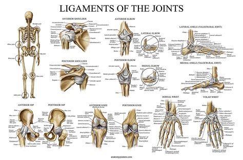 Skeletal System And Ligaments Of The Joints Anatomical Poster Set