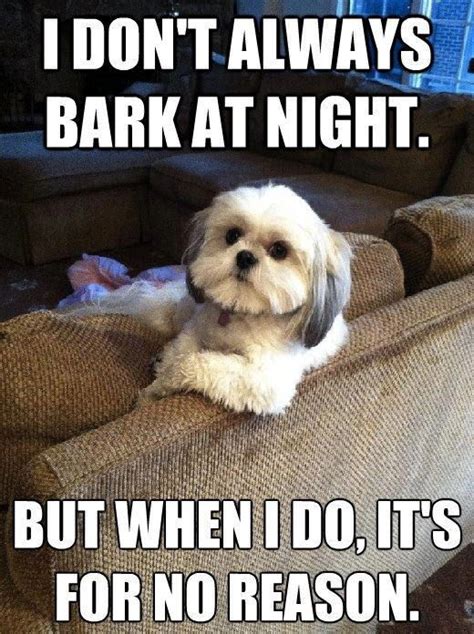 Sassy But Cute Funny Dog Pictures Dog Quotes Funny Funny Animals