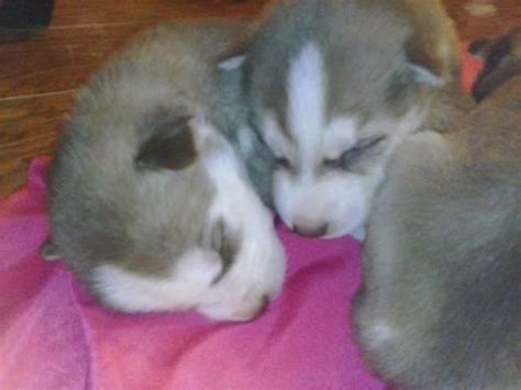 Excellent miniature siberian husky puppies for sale in uk now 5 months old, vaccinated, health card and guarantee genetic, congenital written purity of race, are professionals. Adorable Husky-Shepherd Puppies for Sale in Stanton ...