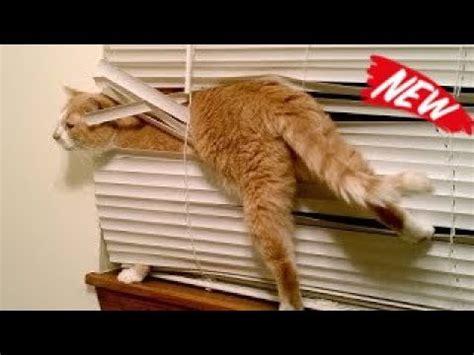 My mission is to remind you daily to stay strong and focused in your persuit of the achievement of your goals. CATS will make you LAUGH YOUR HEAD OFF - Funny CAT ...