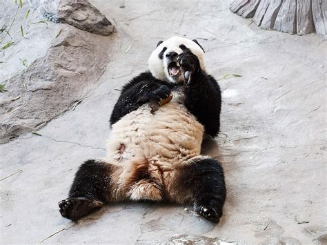 Chinese Giant Pandas Unveiled To Public In Finland Canoecom