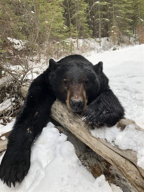 Spring Black Bear As My Second Ever Harvest Hunting