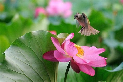 Beautiful Lotus Flower And Cute Birds Birds 2 Pinterest