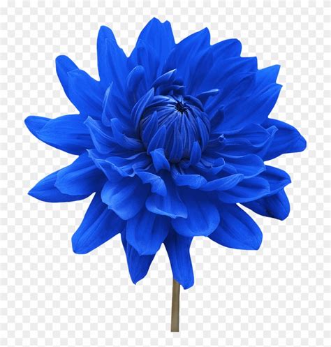 Download Png Single Flower Transparent Single Flower Png Images Blue