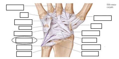 Wrist Palmar Ligaments Labeling Diagram Quizlet