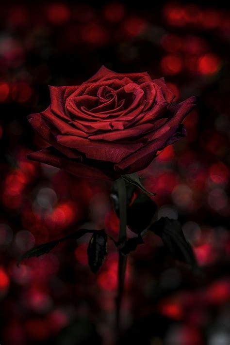 More images for red rose background tumblr » RED PASSION ♥ by Nasser Osman / 500px | Red roses, Rose, Beautiful roses