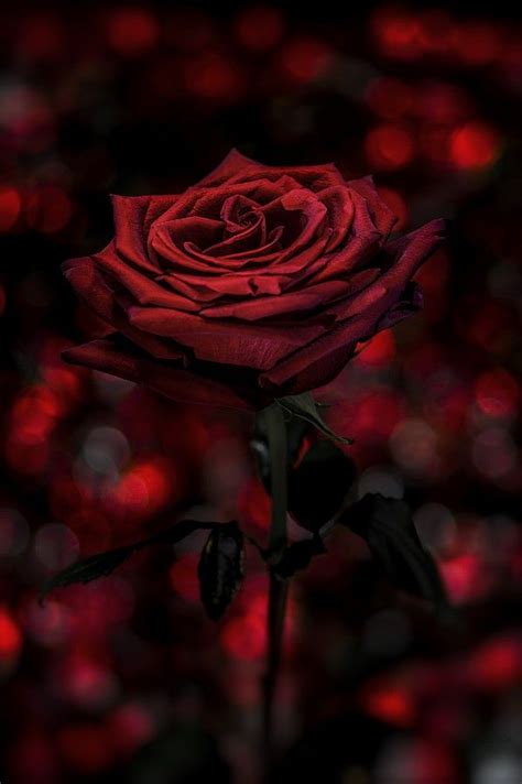 Feel free to use these aesthetic black and white laptop images as a background for your pc, laptop, android phone, iphone or tablet. RED PASSION ♥ by Nasser Osman / 500px | Red roses, Rose ...