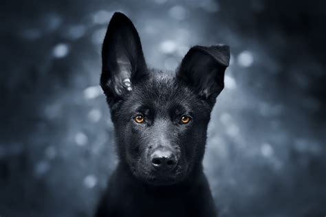 Pet Black Puppy German Shepherd Hd Wallpaper Pxfuel