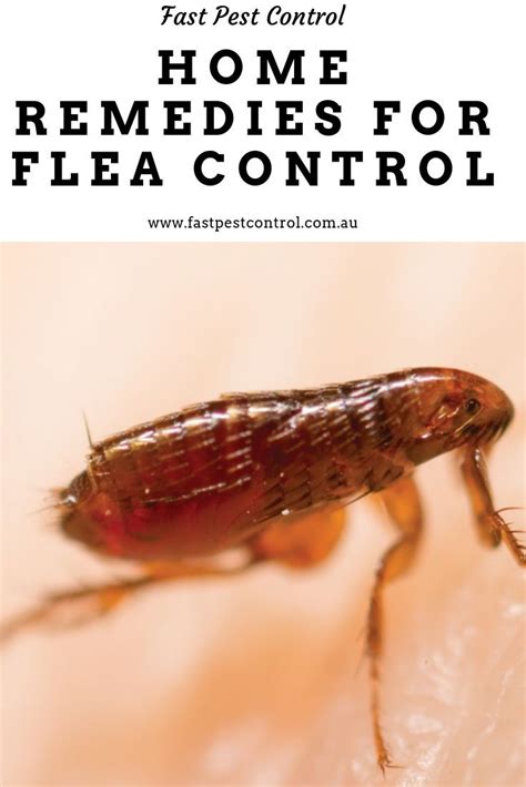 Home Remedies For Flea Control Flea Remedies Home Remedies For Fleas