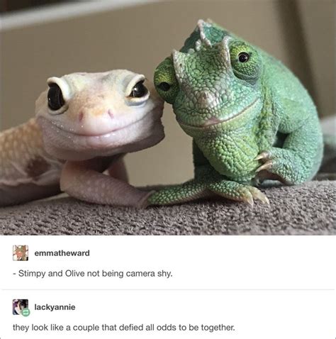 Hilarious Memes To Help You Seize The Day Cute Reptiles Funny