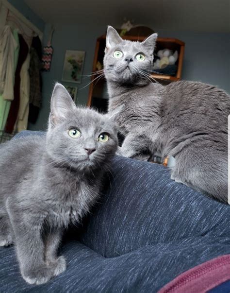 Thinking about adopting a cat? Are these Russian blues? They're for adoption and listed ...