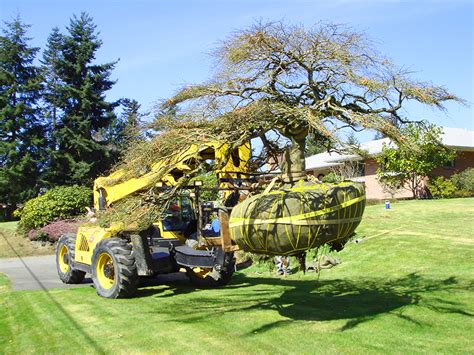 Being removed due to risk as it's located at the entrance of the house which is less than 2metres away. Planting & Transplanting - Brummer's Tree & Shrub, LLC