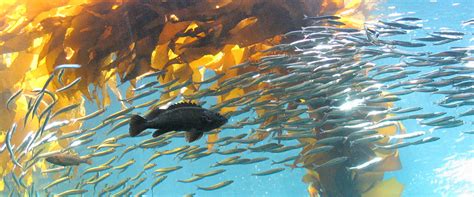 Kelp Forests A Description Office Of National Marine Sanctuaries