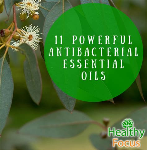 11 Proven Powerful Antibacterial Essential Oils Healthy Focus