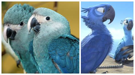 The Surprising News About Blue Macaw Parrot From The Movie Rio