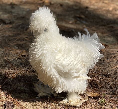 Quality Silkie Frizzle Silkie Satin Frizzled Satin Showgirl