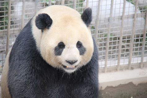 Chinese Panda Lu Lu Shoots To Fame For Record Breaking Sex Session At