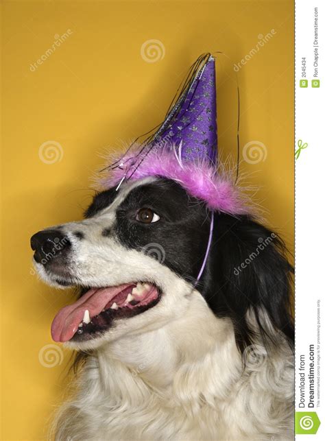 Dog Wearing Party Hat Stock Photo Image Of Mutt
