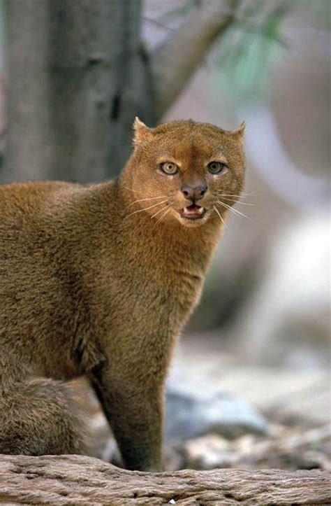 Jaguarundi Aka Otter Cat Medium Size Wild Cat Native To South And