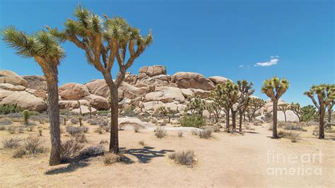 Joshua Tree National Forest Photograph By Bobby Griffiths