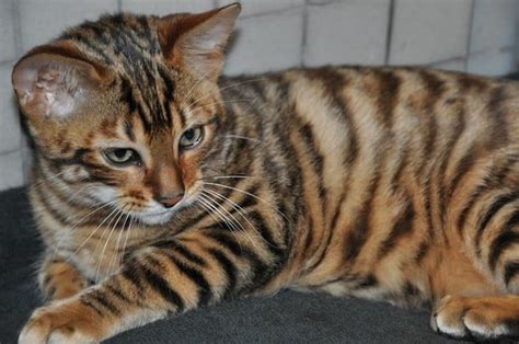 Cat Breed Of The Day Toyger