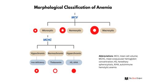 Morphological Classification Of Anemia The Blood Project