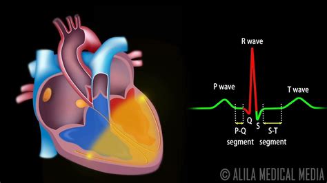 Cardiac Conduction System And Understanding Ecg Good Animation To