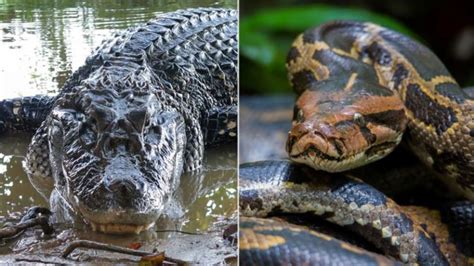 Alligator Fights Python On Florida Golf Course Pets Nigeria