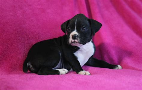 We are a small hobby breeder in new smyrna beach, florida. Boxer Puppies For Sale | Live Oak, FL #289403 | Petzlover